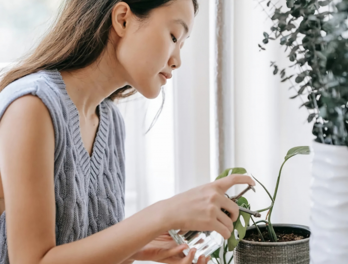 plante intérieur en dessus de radiateur idée comment protéger une plante contre la sécheresse et la chaleur