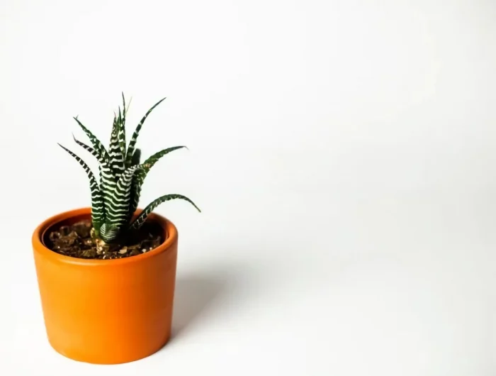plante intérieur résistant à la chaleur sécheresse cactus zèbre en pot