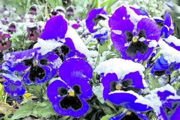 plante résistant au froid pour balcon pensees dhiver bleus en neige