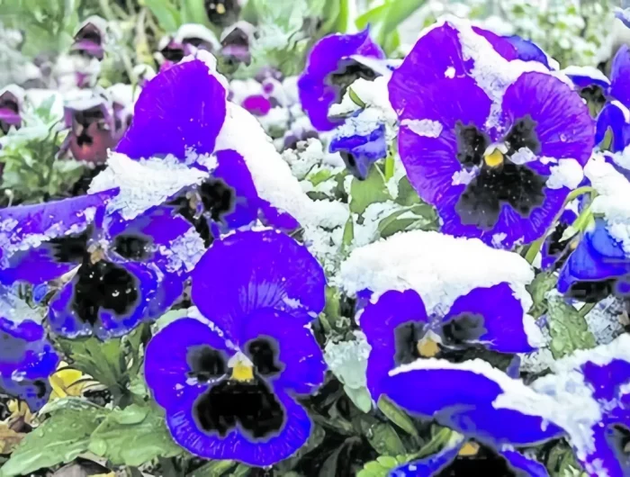plante résistant au froid pour balcon pensees dhiver bleus en neige