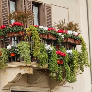 Plantes résistant au froid pour un balcon verdoyant, même en hiver pour un spectacle miraculeux