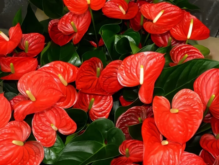 plantes feuillage vert fonce anthurium floraison fleurs rouges