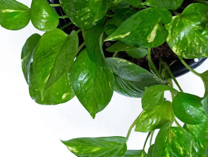 pothos plante verte d intérieur ombre idée de plante sans lumière facile à cultiver