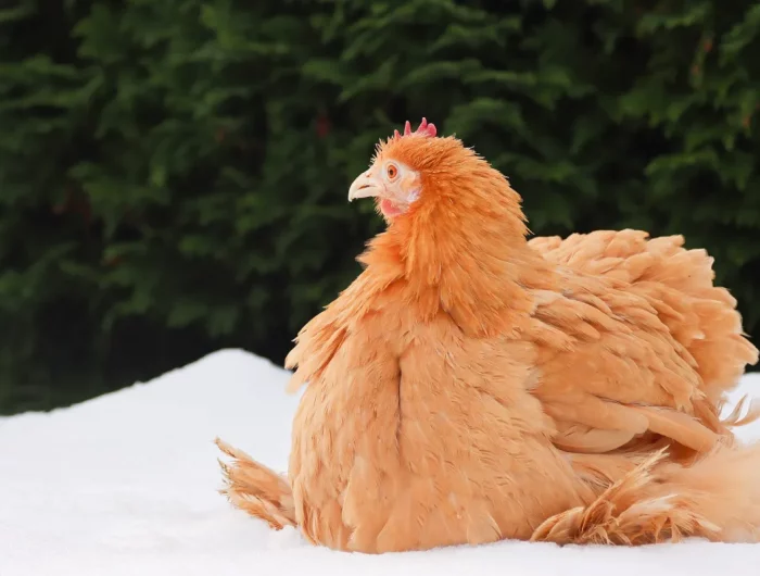 poule beige plumes dans la neige froid hiver