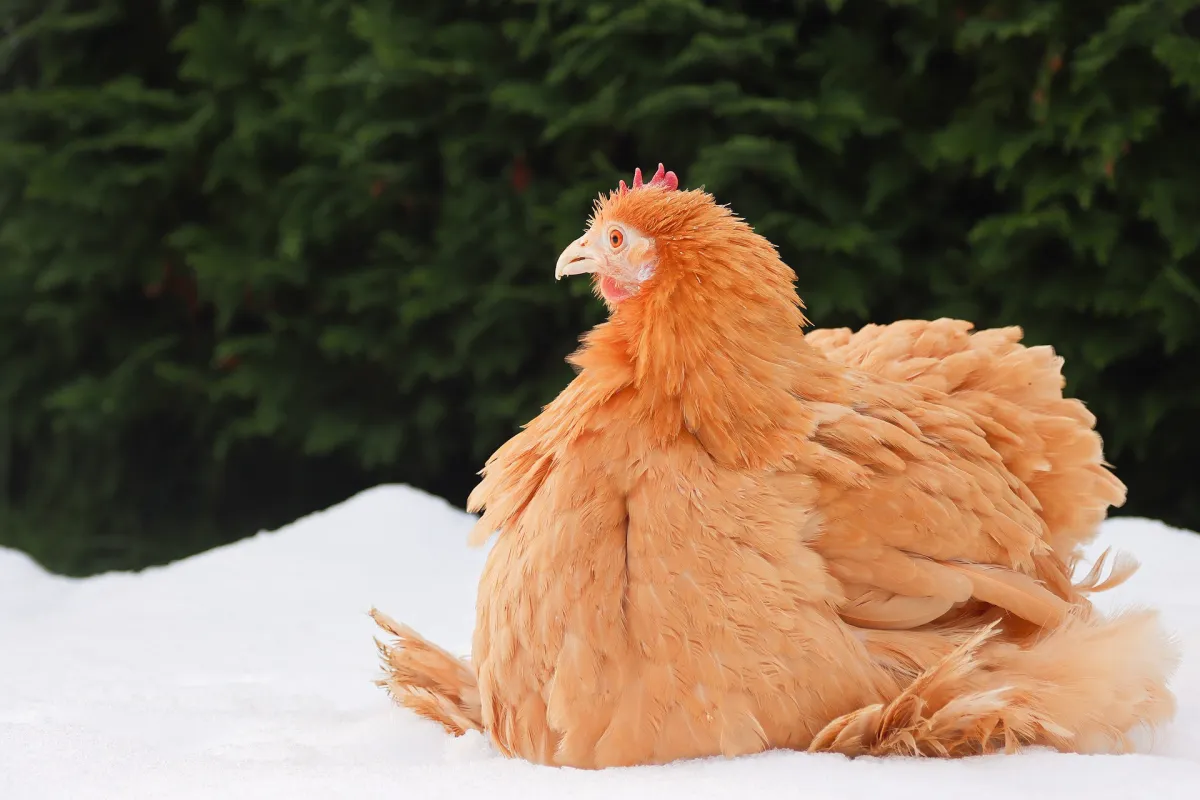 poule beige plumes dans la neige froid hiver