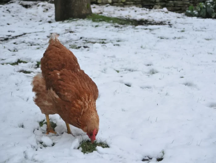 poule dans la neige comportement stress thermique symptomes