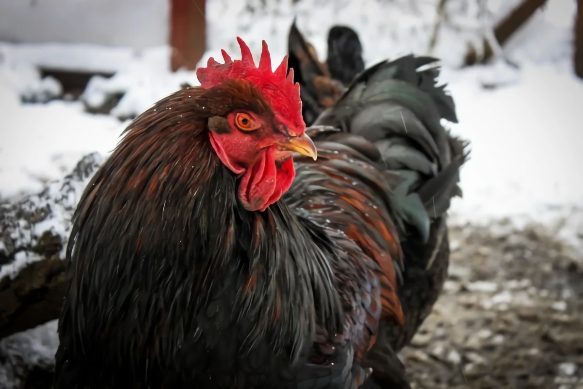 poule plumes noires neige froid plumage isolation