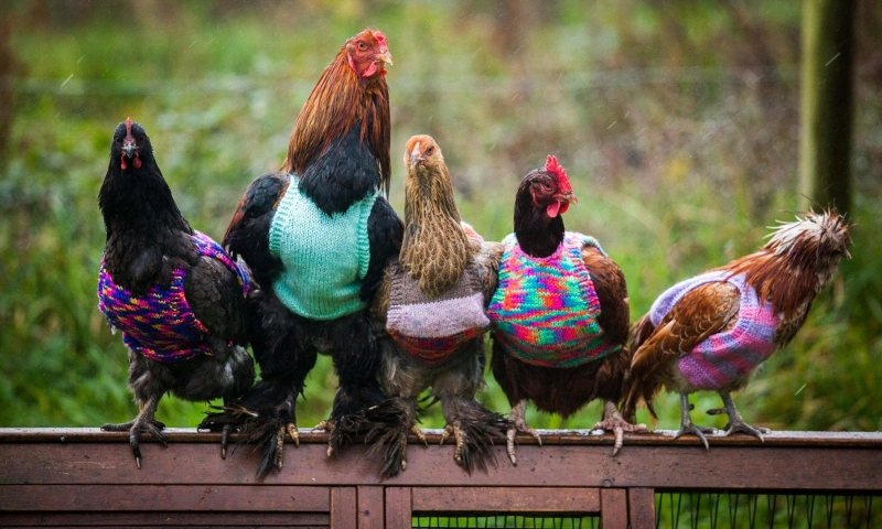 poules coq habilles avec des pulls