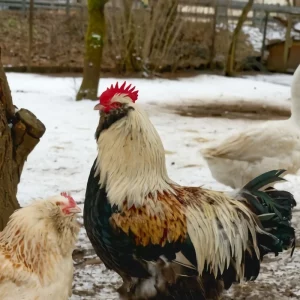 poules dans la neige arbre jardin animaux domestiques