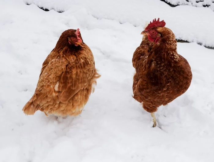 poules dans la neige hiver froid symptomes animaux