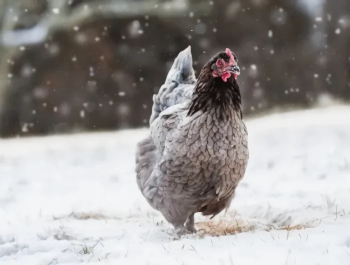 poules neige entretien poulailler eau qui gel conseils