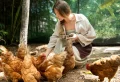 Quand nourrir les poules – matin ou soir ? Le guide simple pour une alimentation correcte