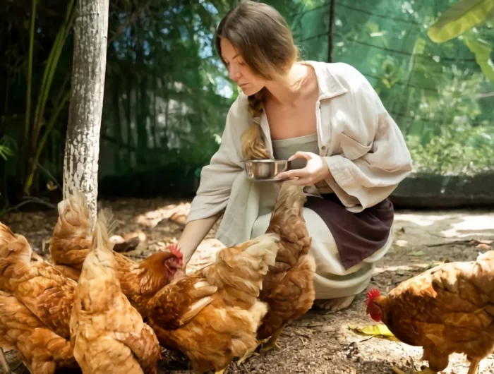 poules nourrir alimentation frequence animaux domestique poulailler femme