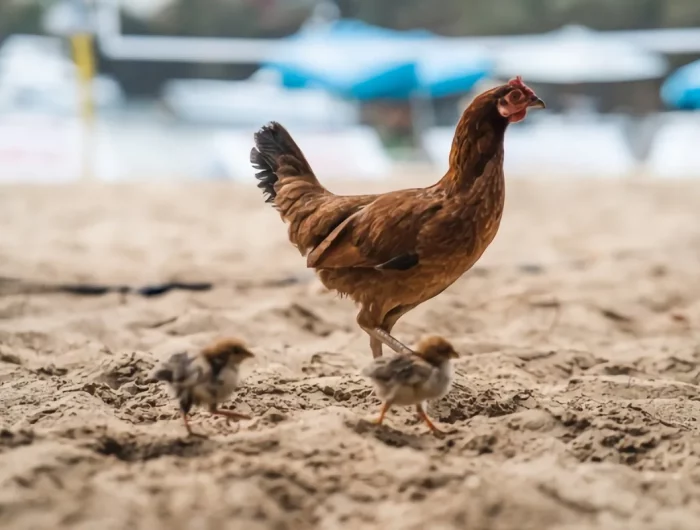 poules sable materiau naturel litiere revetement de sol poulailler