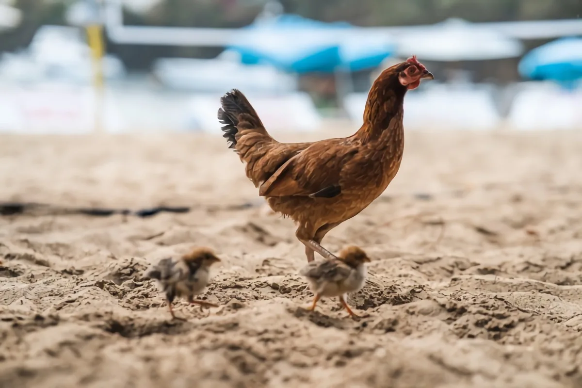 poules sable materiau naturel litiere revetement de sol poulailler