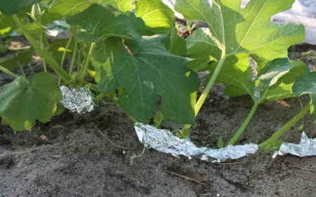 pourquoi entourer sa plante de papier d aluminium vigne