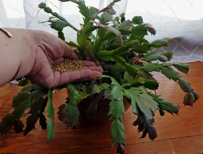 pourquoi les boutons de mon cactus de noël tombent engrais