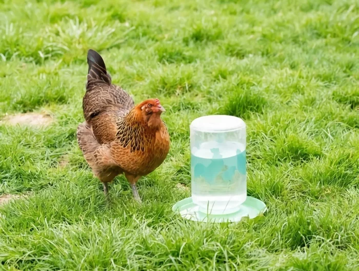 pourquoi mettre du sel dans l eau des poules dangers