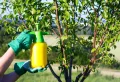 Comment préparer et appliquer la bouillie bordelaise sur les arbres fruitiers ? Une excellente méthode préventive 100 % naturelle !