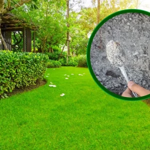 Quand épandre la cendre sur la pelouse ? Voici comment savoir si le gazon a besoin de cet engrais naturel !