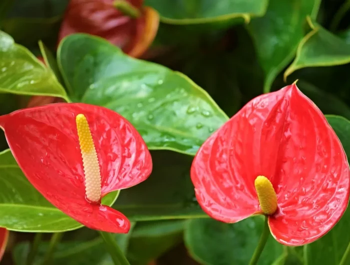 quand et comment arroser l anthurium pour qu il soit en bonne sante