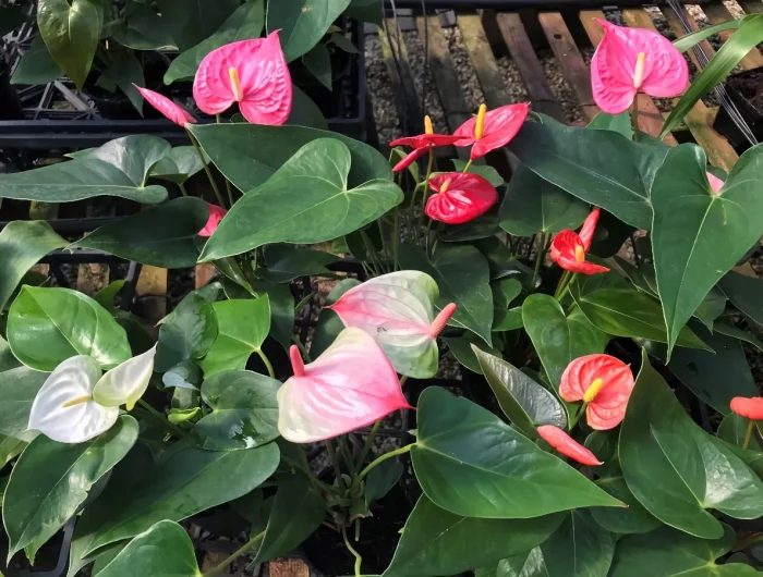 quand rentrer l anthurium cultive a l exterieur