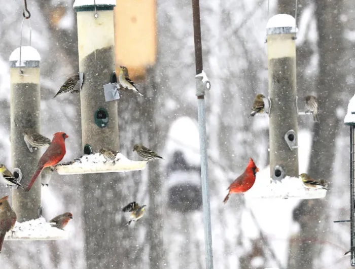 quatre mangeoires pleines de nourriture avec des oiseaux tout autour sous la neige en hiver