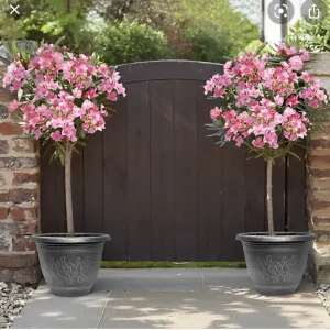 Quand et comment faire hiverner un laurier rose en pot ? Notre tutoriel pour vous féliciter de magnifiques fleurs au printemps