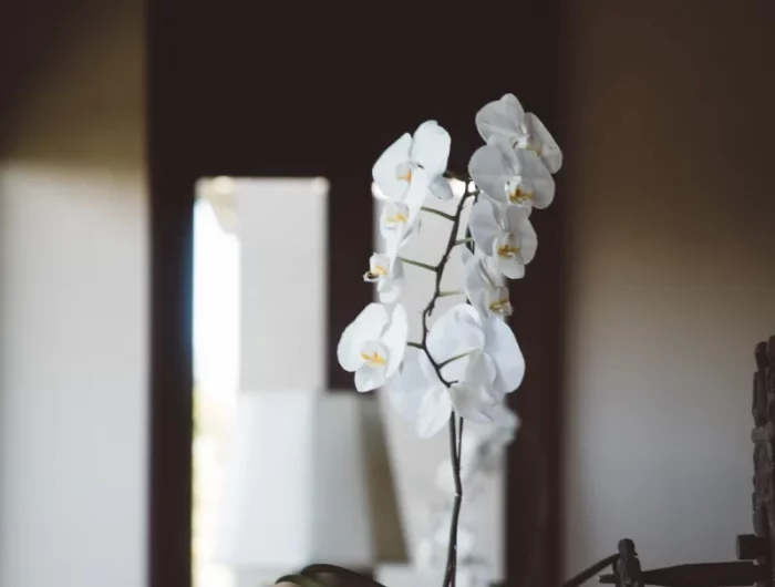 quel est le meilleur engrais pour orchidée fait maison jus d agrumes fermenté