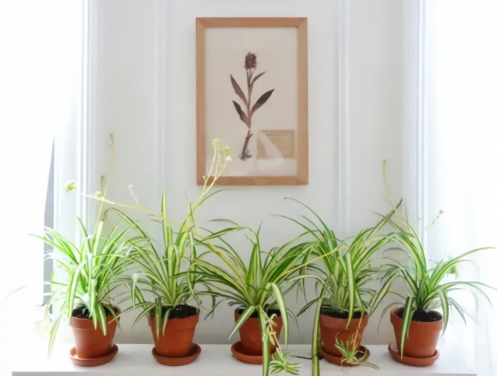 quelle plante près de radiateur exemple où placer plantes dans la maison