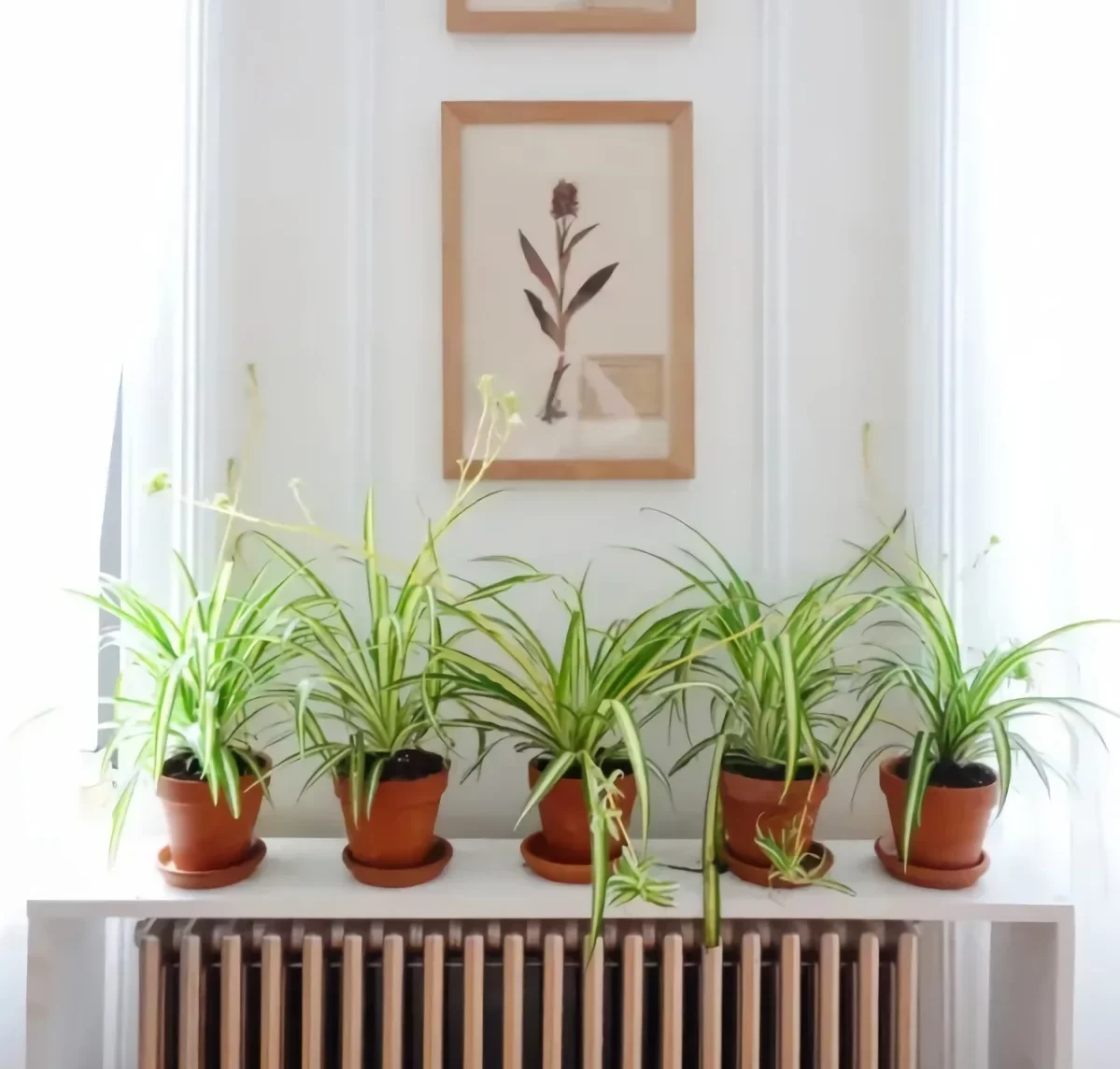quelle plante près de radiateur exemple où placer plantes dans la maison