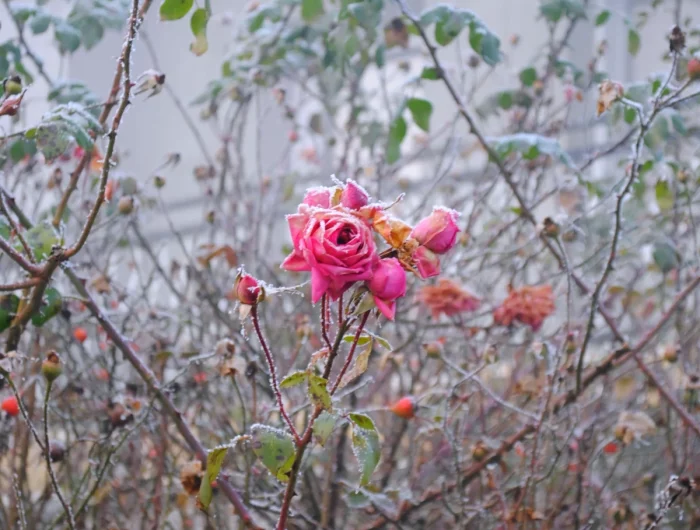 quelle quantite de cendre mettre autour des rosiers