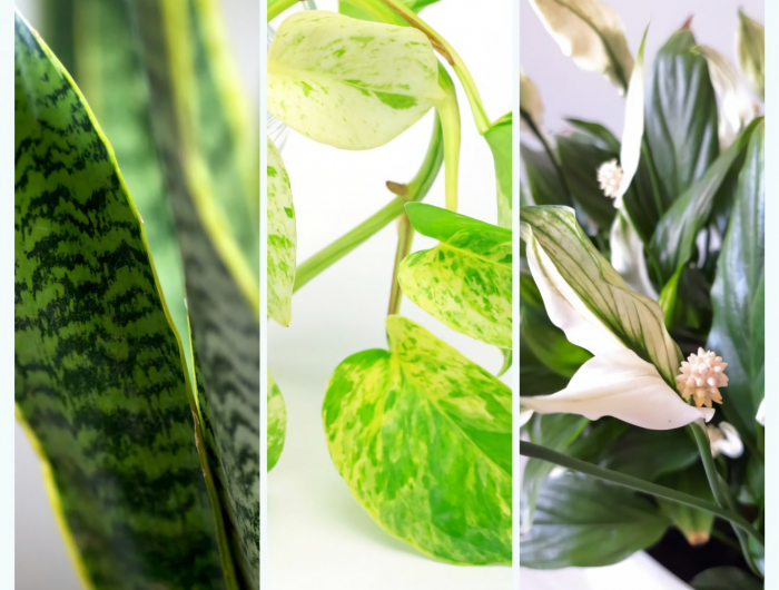 quelles sont les plantes d intérieur sans lumière llangue de belle mee pothos lys de la paix