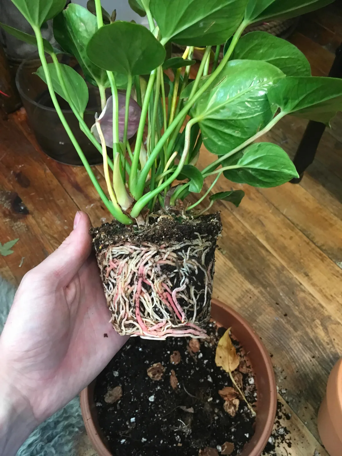 racines compactées quel sol pour un anthurium astuce de grand mere plantes