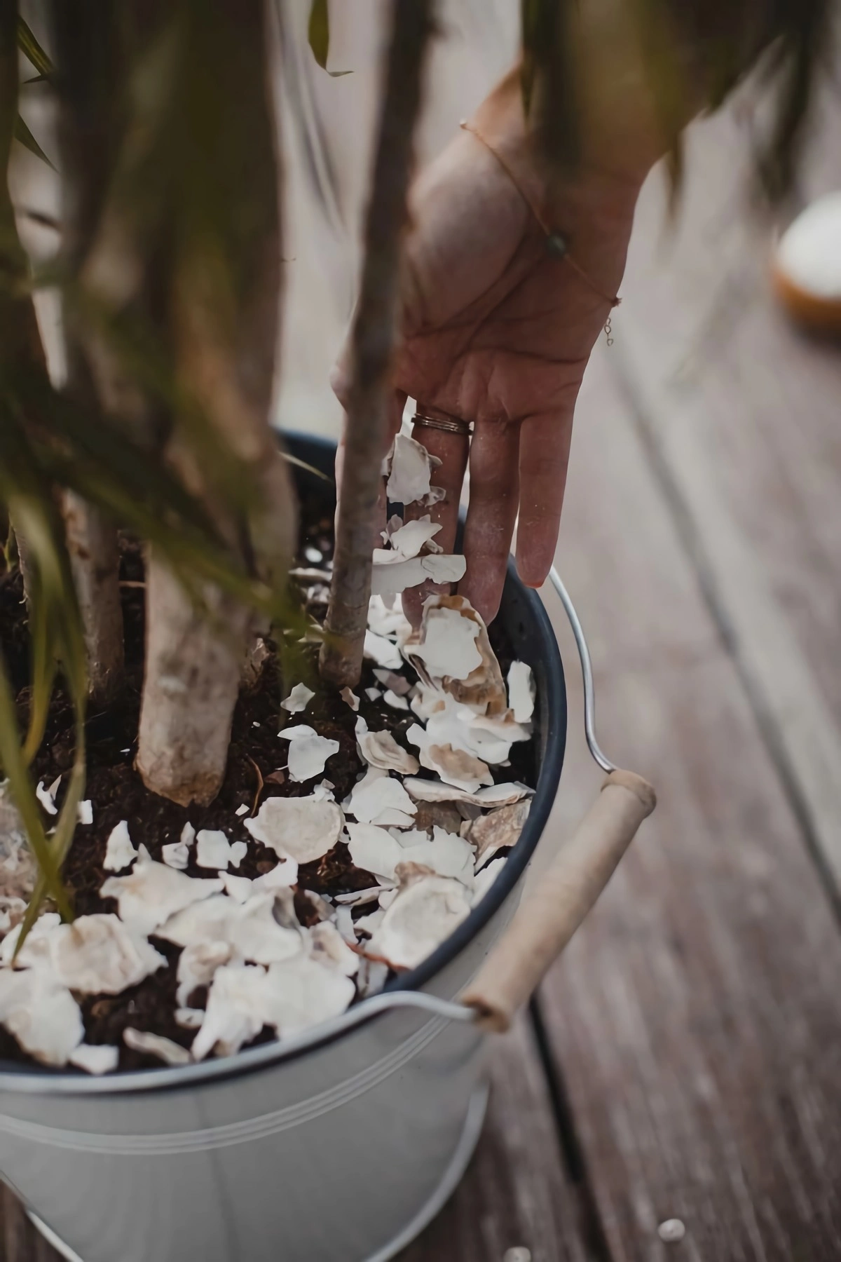 recycalge de coquilles d huitres plante en pot