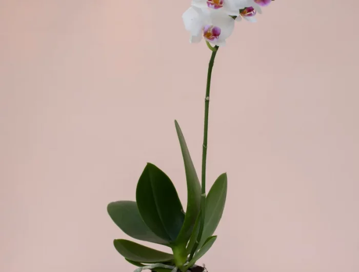 remede de grand mère pour orchidée comment booster une orchidée naturellement