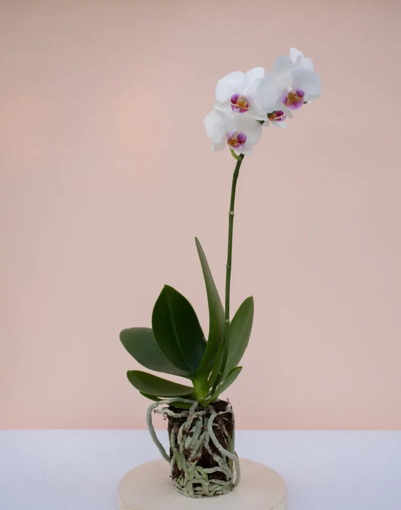 remede de grand mère pour orchidée comment booster une orchidée naturellement