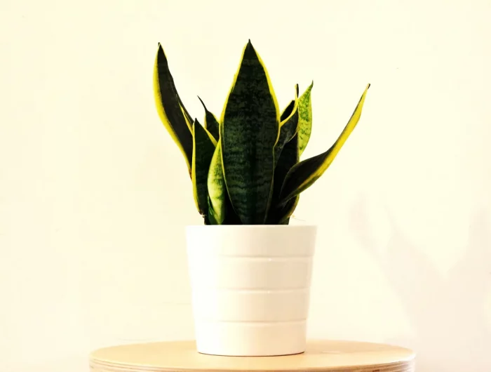 sansevieria plante sans entretien sans lumìere facile à cultiver à lombre