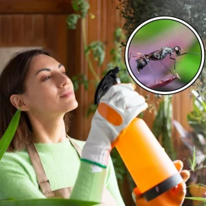 Comment se débarrasser des fourmis sur le balcon ? 7 solutions naturelles à tester