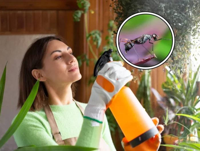 spray maison pulverisateur repulsif fourmis liquide vaisselle alcool friction