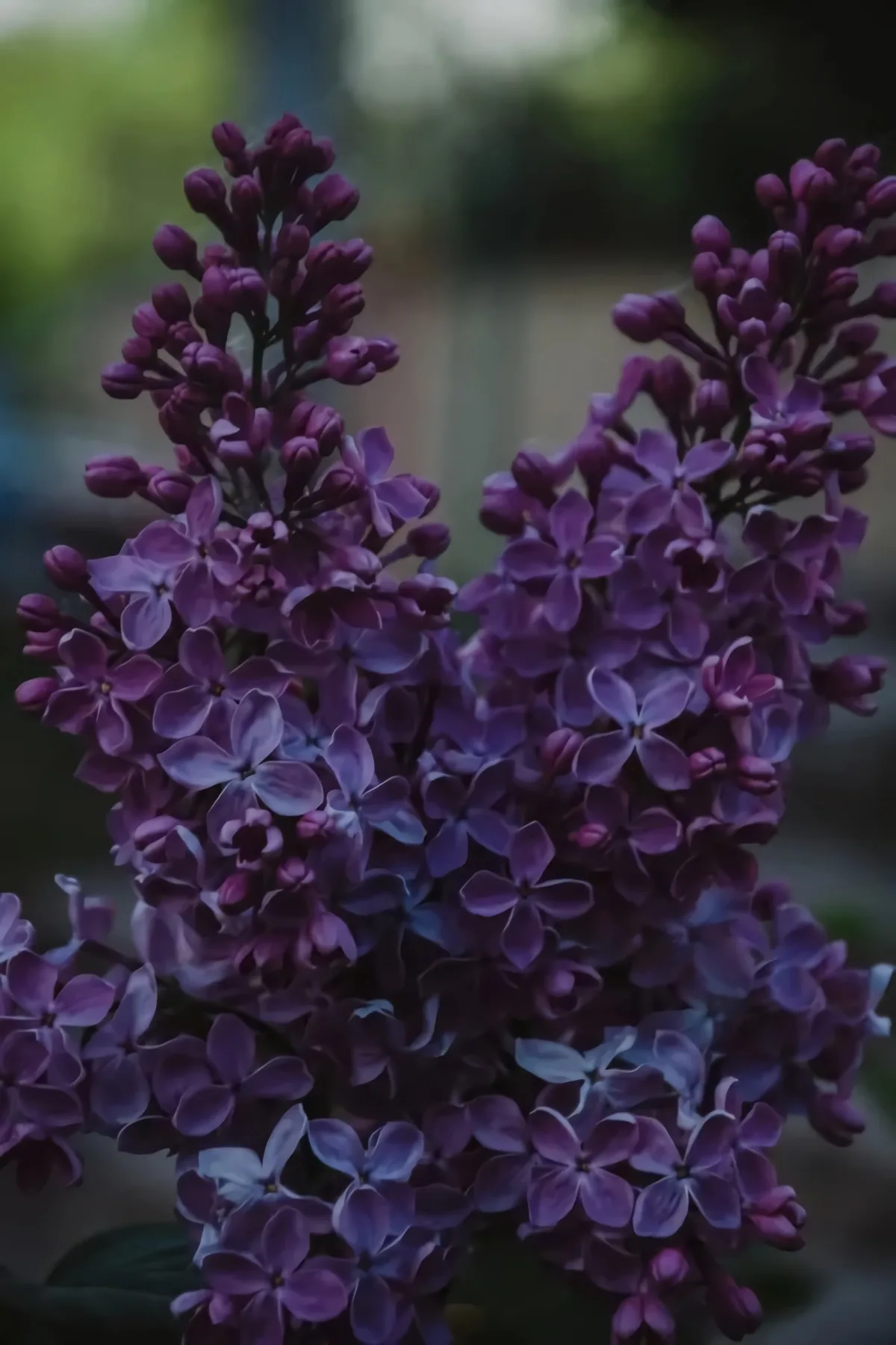taille du lilas en hiver entretien des plantes durant le froid