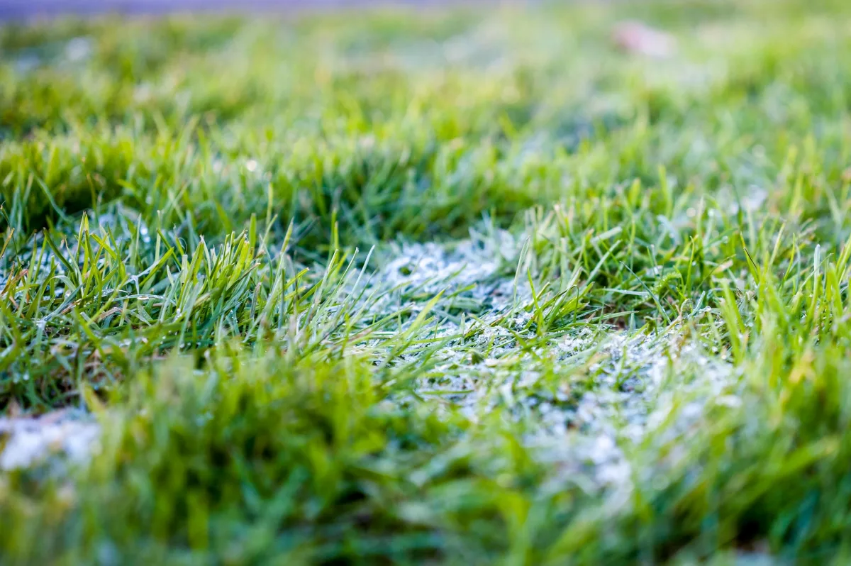 tonte entretien pelouse en hiver la neige peut elle endommager le gazon