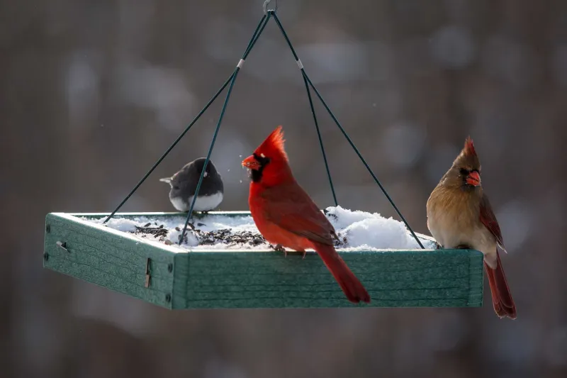 trois oiseaux sur un mangeoire en hiver