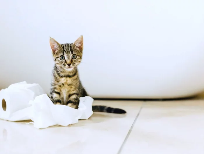 un chat avec du papier toilette