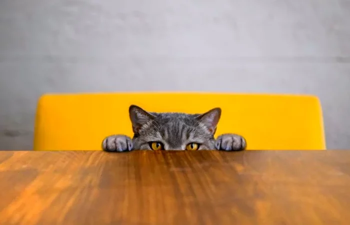 un chat derriere une table chaise jaune