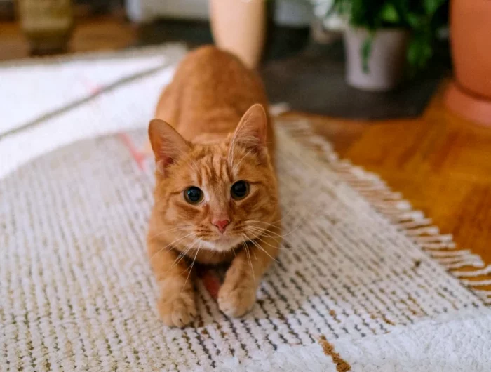 un chat roux sur un tapis