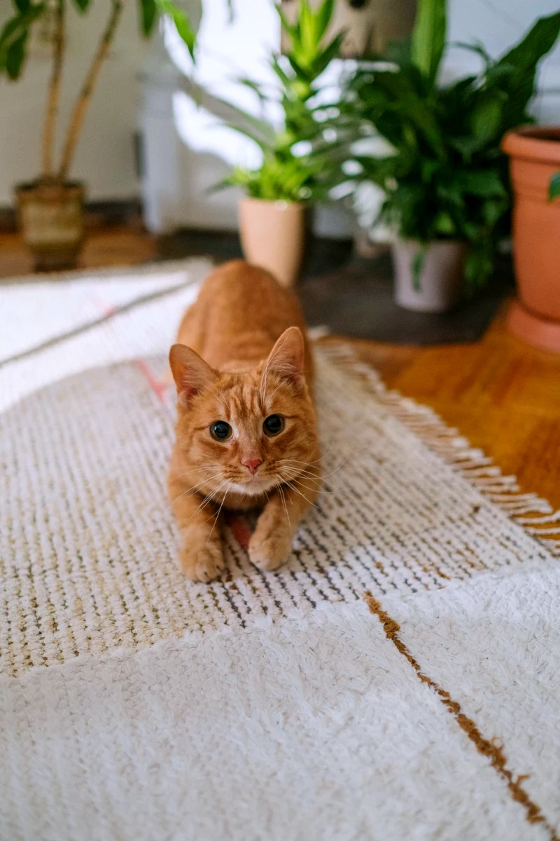 un chat roux sur un tapis