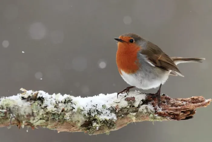 un rouge gorge sur une branche sous la neige