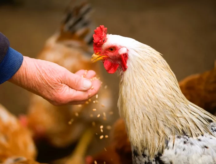 une main qui donne a manger a un coq