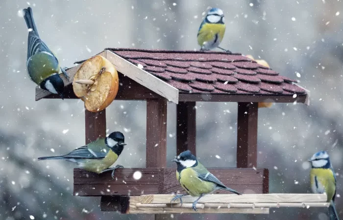 une mangeoire en hiver avec des oiseaux sous la neige